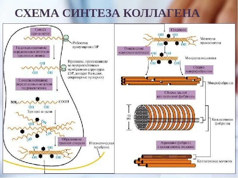 Схема внутриклеточного этапа синтеза коллагена. Биосинтез коллагена схема. Синтез и созревание коллагена схема. Внутриклеточный Синтез коллагена схема.