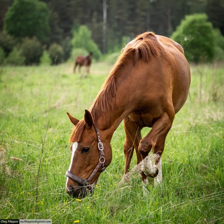 Рыжая лошадь в Леваде. Лошадь гуляет. Австралийская пастушья лошадь. Рыжий конь в Леваде.