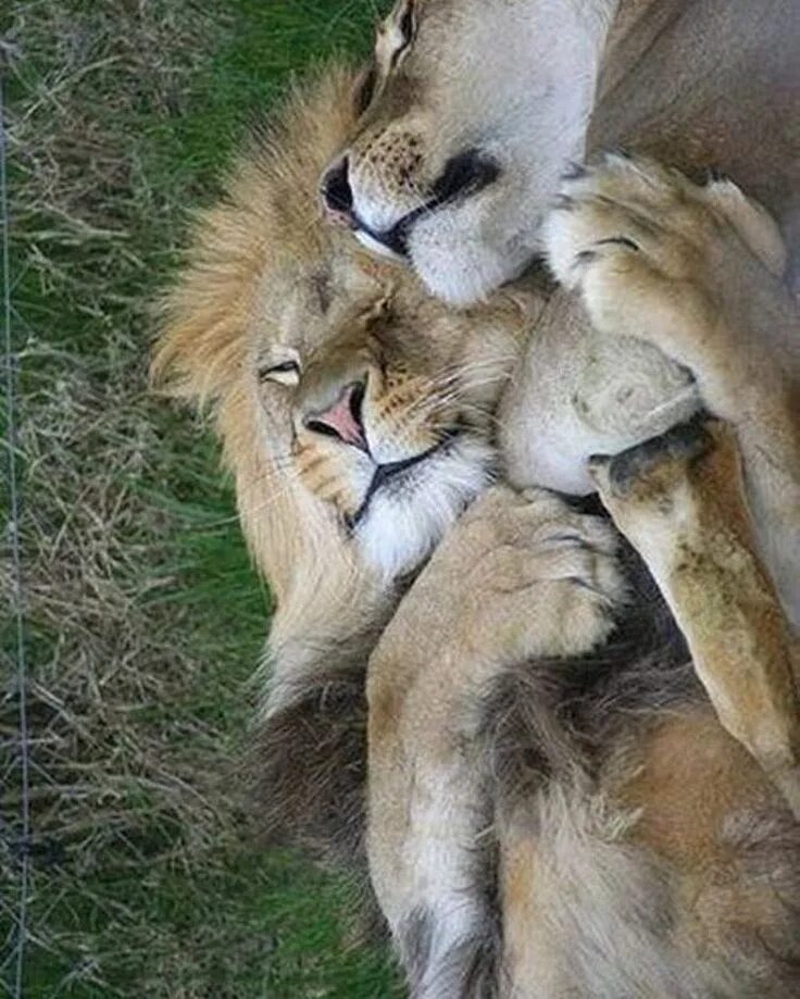 Pin on Felinos Cats and kittens, Animals beautiful, Beautiful cats