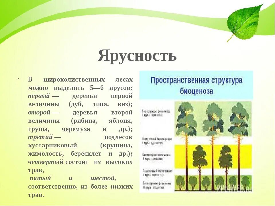 Каком природном сообществе наибольшее число надземных ярусов. Ярусность растительного сообщества в широколиственном лесу. Ярусная структура широколиственного леса. Пространственная структура биоценоза ярусность. Пространственная структура широколиственного леса таблица.