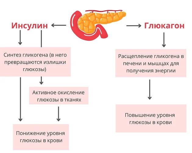 Врач лечащий печень и поджелудочную
