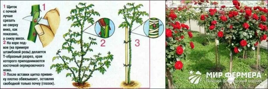 Как посадить штамбовую розу