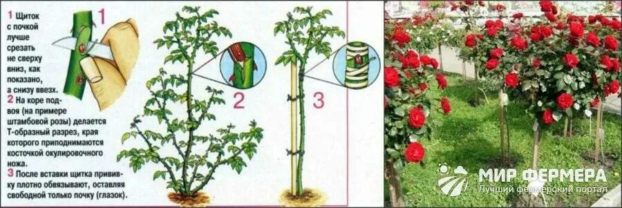 Как ухаживать за плетистой розой. Штамбовые розы плетистые. Розы штамбовые кустовые.