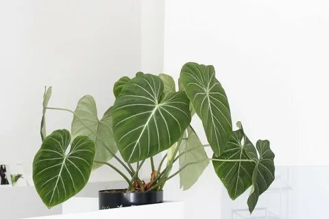 Huge plants