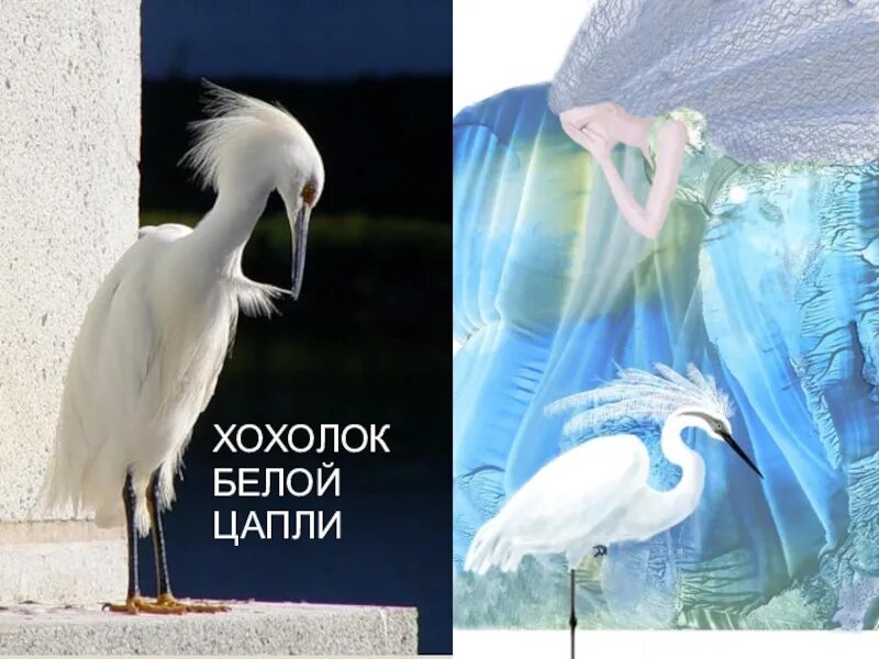 Содержание белая цапля. Иллюстрации к сказке телешова белая цапля. сказка телешова белая цапля. белая цапля телешов рисунок.