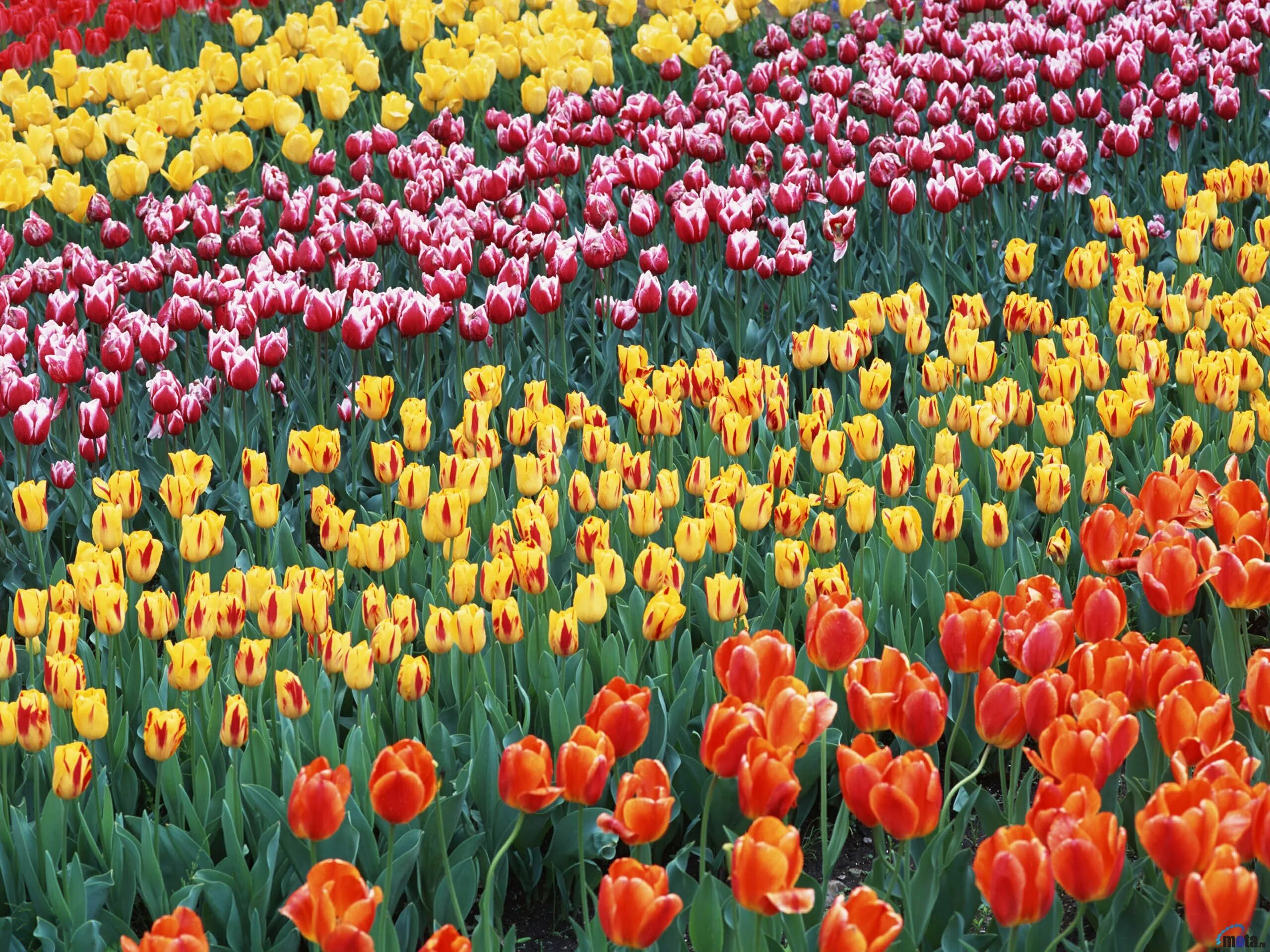 2 ряда тюльпанов. Никитский Ботанический тюльпаны 2022. Никитский Ботанический сад тюльпаны. Тюльпаны разных цветов. Тюльпаны разноцветные.