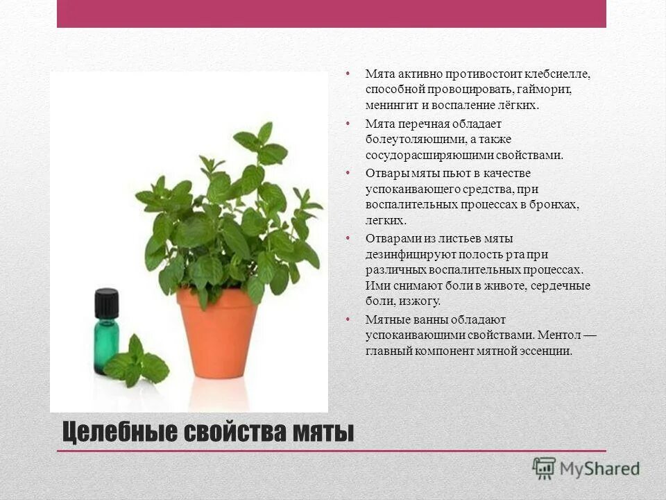 Мята перечная свойства полезные и вредные свойства и применение. Можно ли мяту при давление. Мята снижает давление. Мята перечная. Мята повышает или понижает давление у человека.