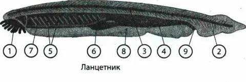 Кожа ланцетника представлена