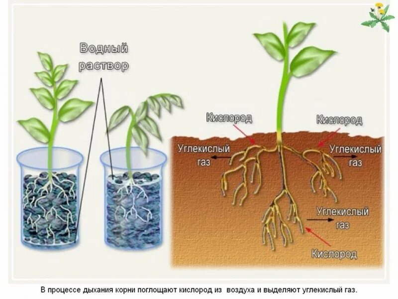 Дышат ли семена. Корни растений. Дыхание корня. Процесс поглощения воды корнями растений.