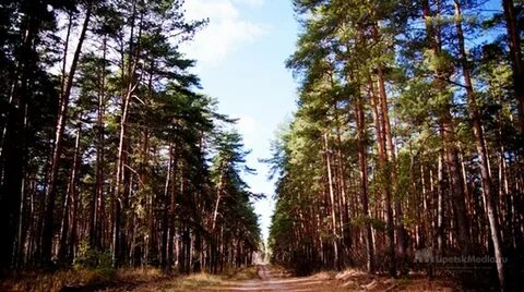 Лес липецк