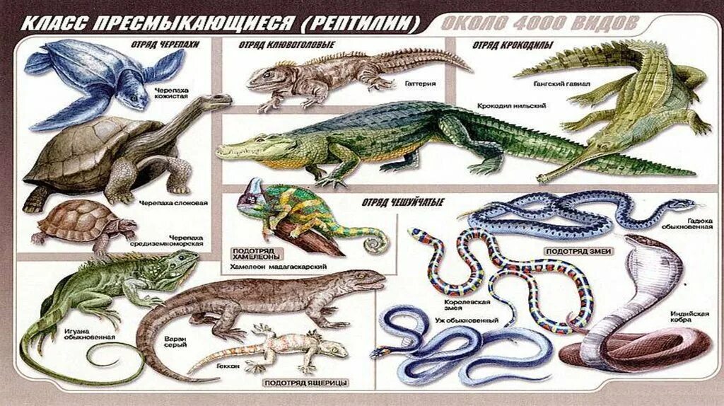 Пресмыкающиеся представители. Класс пресмыкающиеся представители. Класс рептилии представители. Рептилии для детей.