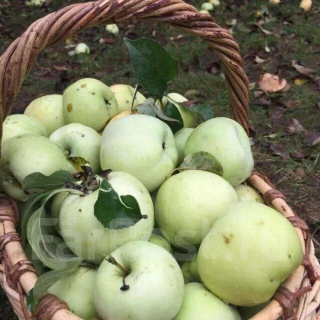 Антоновка сортотип яблони яблоки. Магадан антоновка. Магадан антоновка. Моченые яблоки антоновка. Магадан антоновка.