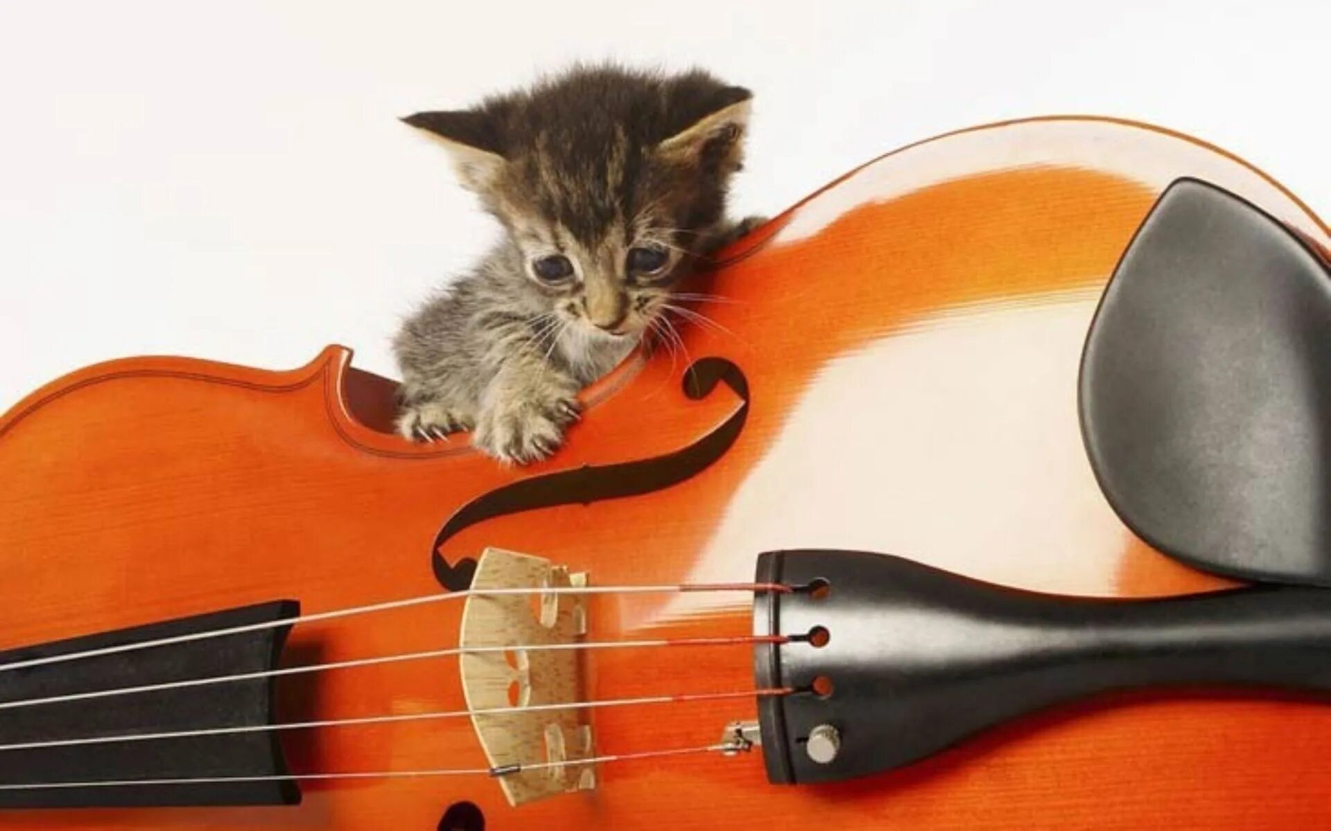 Кошки с музыкальными инструментами. Кот с музыкальным инструментом. Котик с гитарой. Кошки музыканты. Обитатели песня