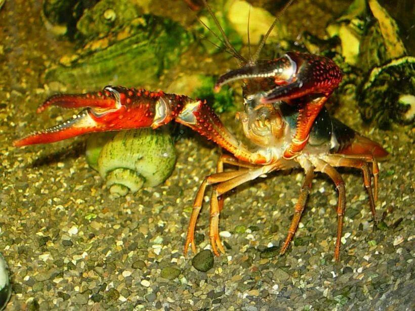 Тама раков?. Лобстер пиво домашнее. Омар краб лангуст. Калифорнийский краб. Акции для раковарня.