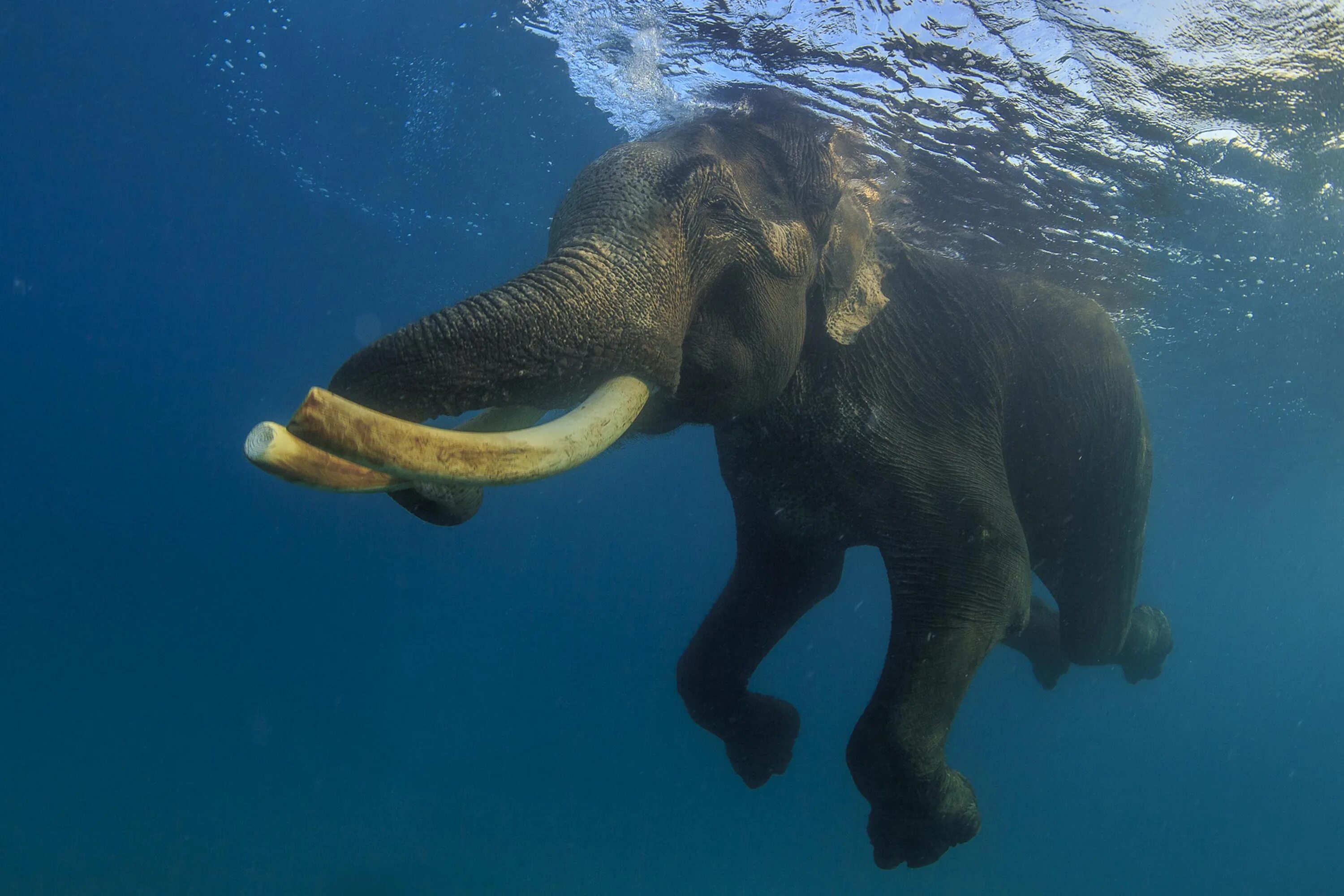 Elephant swim. Слон плывет. Слоны плавают. Слон под водой. Слоны умеют плавать.