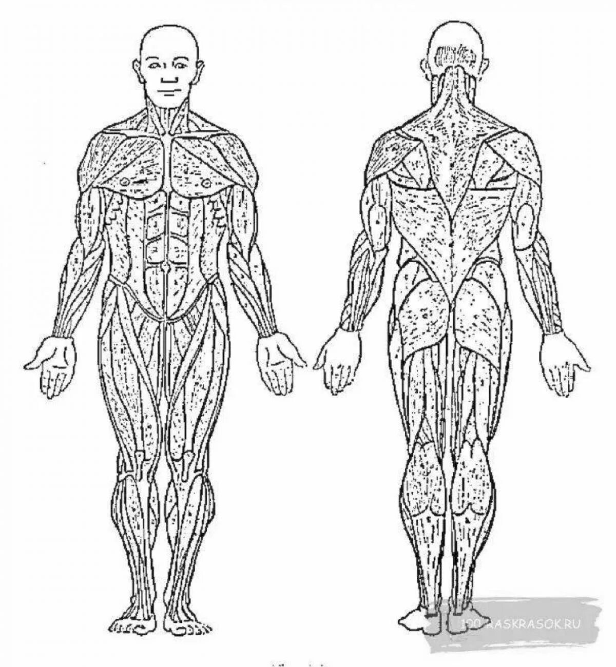 Тело скопировать. Мышечный каркас человека. Мускулатура человека. Мышечный скелет человека.