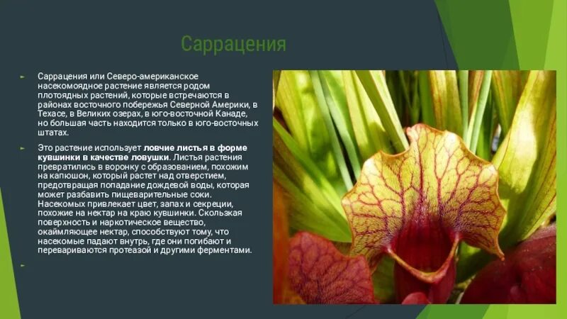 Сообщение по биологии на тему растения. Северная америка саррацения. саррацения растение хищник описание. насекомоядная саррацения саррацения. саррацения характеристика растения.