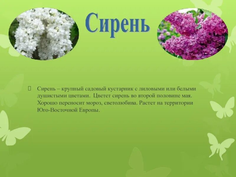 Сирень текст. Вся информация о сирени. Стихи про сирень. Сирень картинка с описанием.