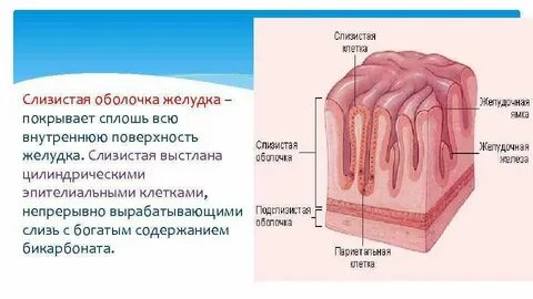 Какой эпителий выстилает желудок