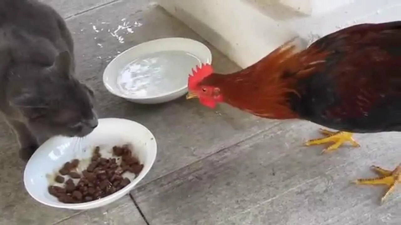 Кот петух видео. Кошки куры собаки. Кот петух видео. Кот петух видео. Рыжий петух.