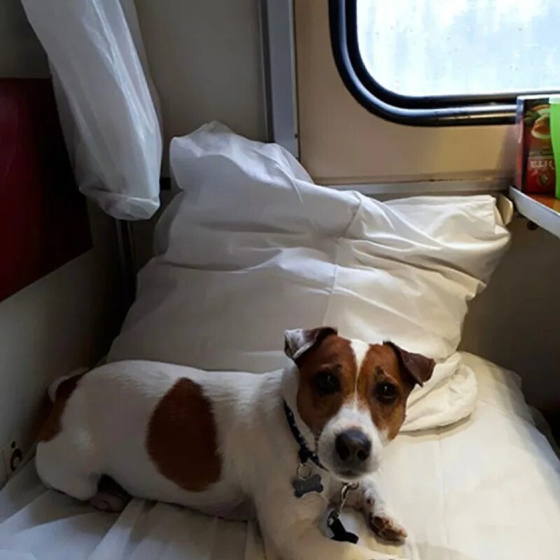 Вагон для животных в поезде. Какие поезда перевозят животных. Какие поезда перевозят животных. Собака в поезде. Вагон для животных.
