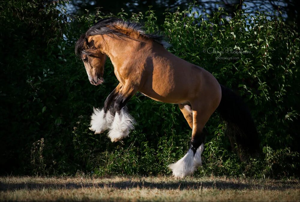 Лошади токара. Отличия с лошадьми. Лошадь породы мустанг. Лошади сейчас. Лошадь зимой.