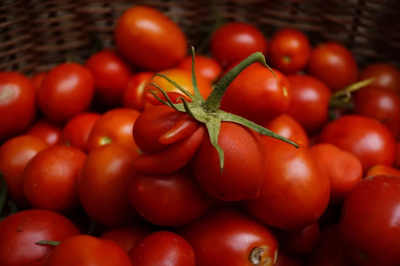 Томаты слива. Томатно-красный (tomato red). сливовые помидоры. томат слива. помидоры урожай красные.