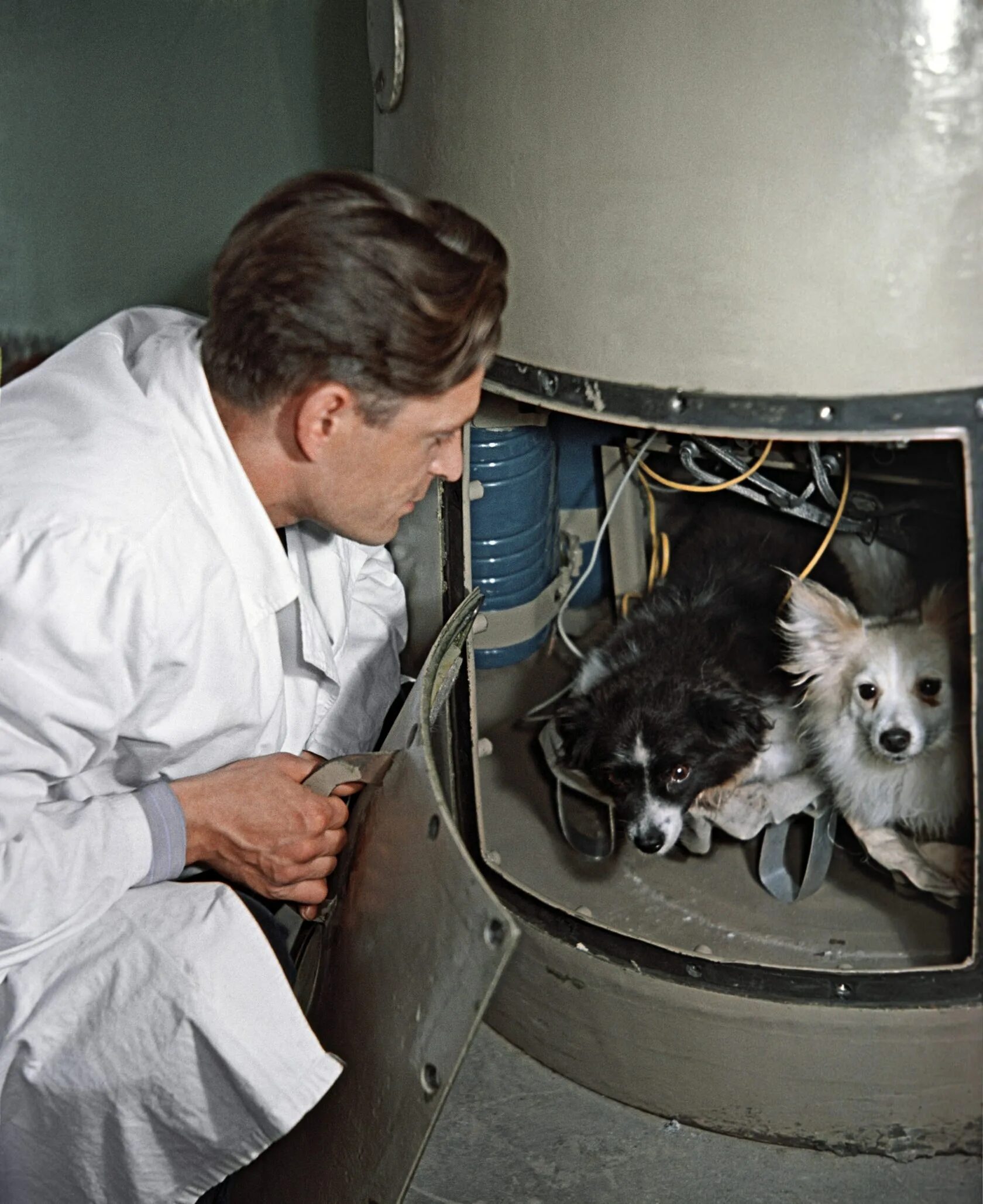 Собаки которые полетели в космос. Белка и стрелка полёт в космос 1958. собаки космонавты непутевый и зиб. собаки белка и стрелка в космосе. первый полёт в космос собак.