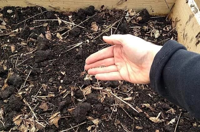 Высаживаем рассаду огурцов в грунт. Посадка огурцов подготовка почвы. Как правильно посадить огурцы в открытый грунт. Высаживание рассады огурцов в парник. Капельный полив урожайная грядка.