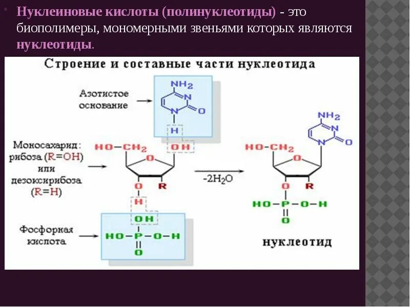 Дезоксерибоново нуклеиновая кислота. Мономерные звенья нуклеиновых кислот. Нуклеиновые кислоты нуклеотид его составные части. Нуклеиновые кислоты формула.