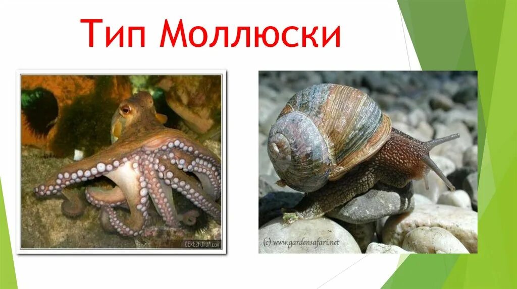 Тип моллюски вариант 2. Тип моллюски вариант 2