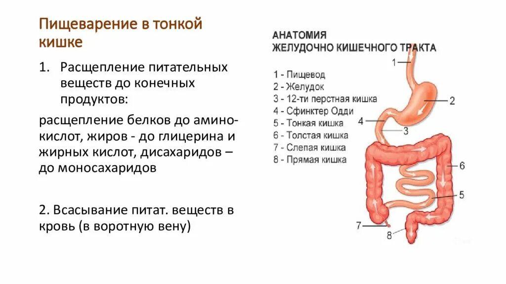 Какая длина кишечника у взрослого. Отделы кишечника по порядку. Отделы кишечника человека по порядку схема.