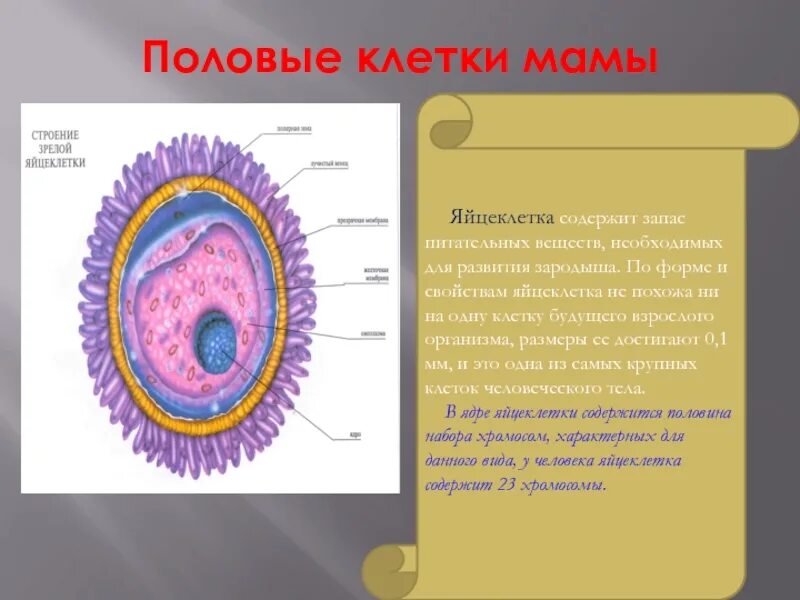 Название женской половой клетки. Строение яйцеклетки человека. Строение половых клеток. Запас питательных веществ яйцеклетки. Половые клетки яйцеклетка.