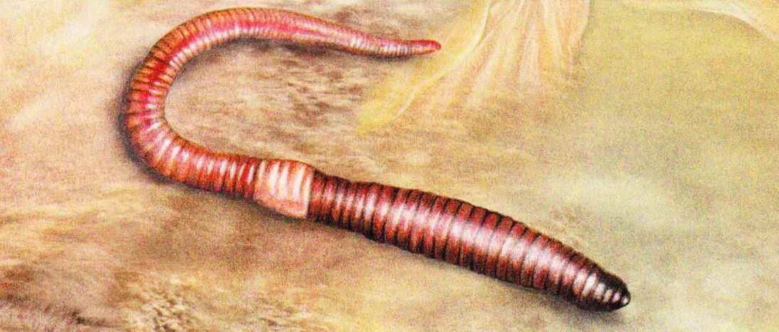 Красный червь (Lumbricus rubellus. Дождевой червь беспозвоночные животные