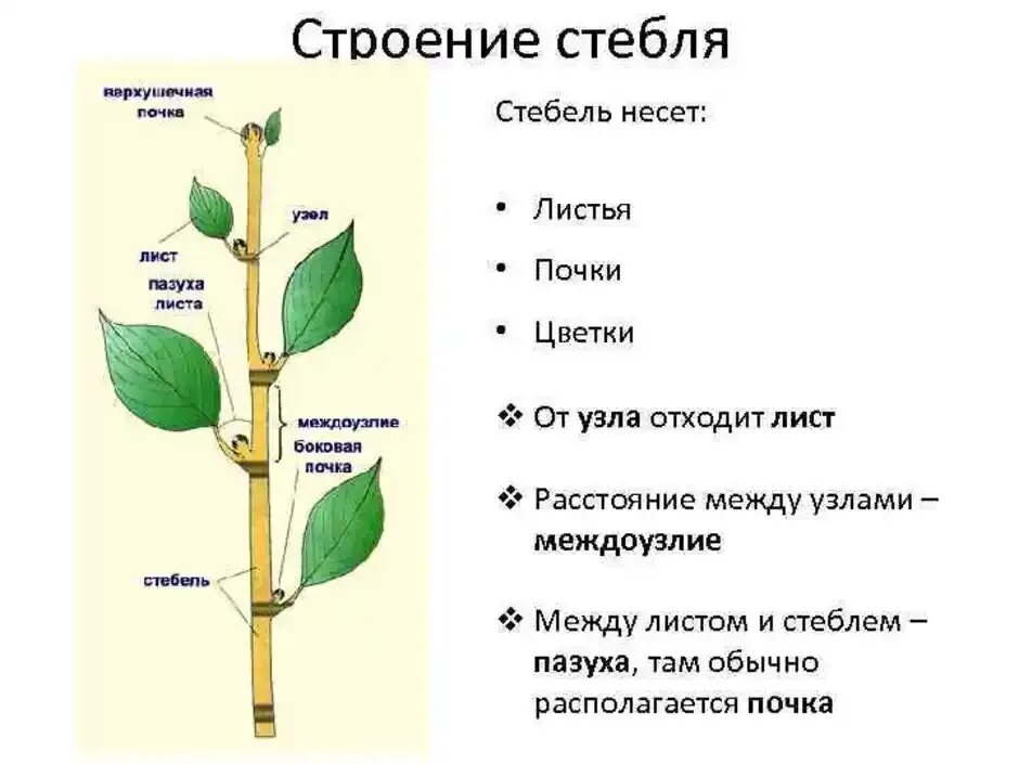 Внешнее строение стебля. Строение побега растения черешок. Строение стебля цветковых растений. Структура побега древесного растения.