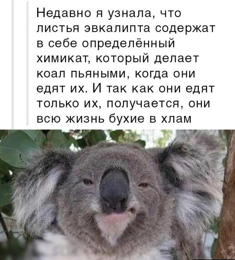 Факты о коалах. Самые интересные факты о коале. Коала прикол. Факты про Куалу. Сделай коалу