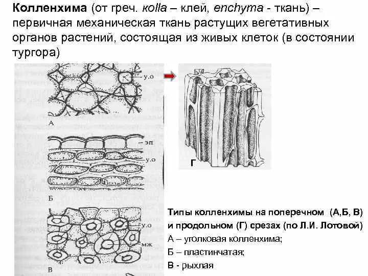 Механическая ткань колленхима и склеренхима. Механическая ткань растений колленхима. Уголковая колленхима строение. Колленхима функции. Механическая ткань колленхима угловатая коленхима.