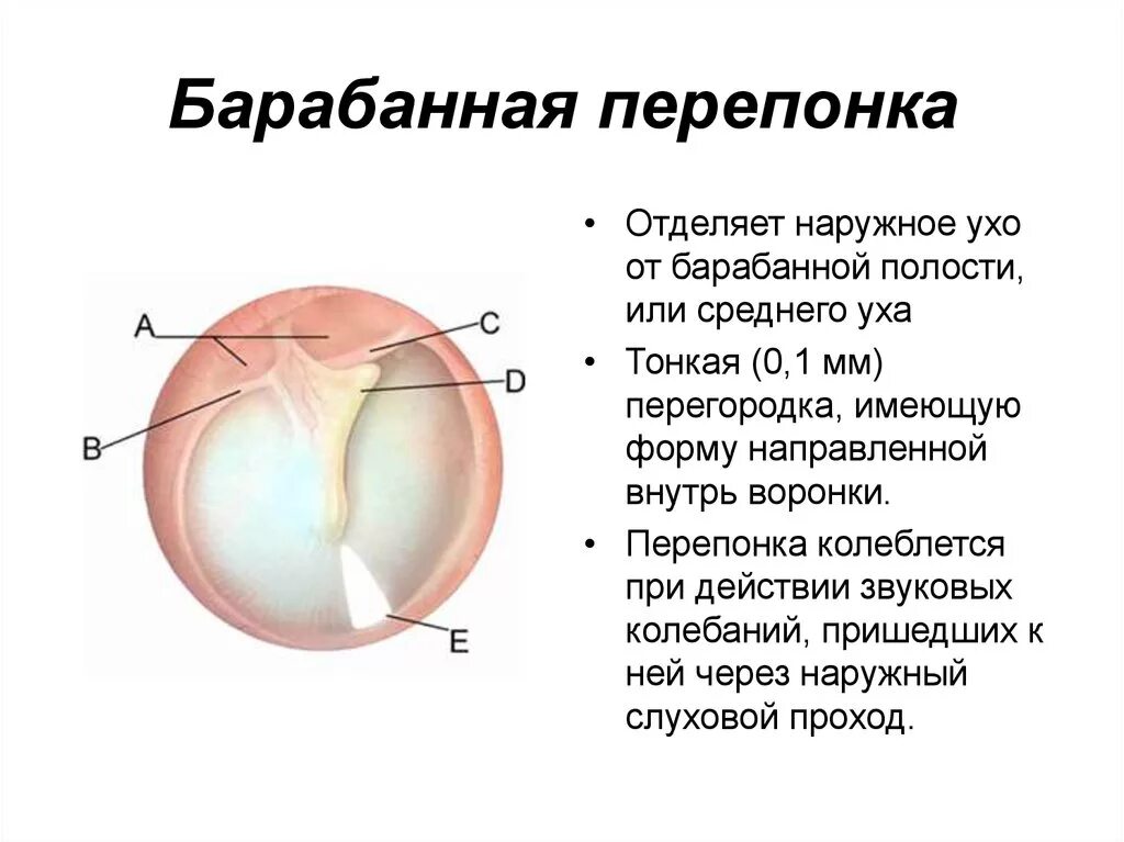 Строение барабанной перепонки анатомия. Ухо барабанная перепонка строение. Барабанная перепонка анатомия кратко. Строение наружного уха барабанная перепонка.