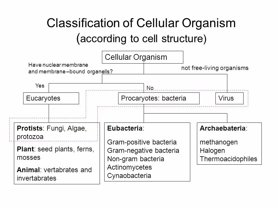 Classification of articles. Classification of living organisms is. protozoa classification. hypothalamic cellular structure. morphology classification.