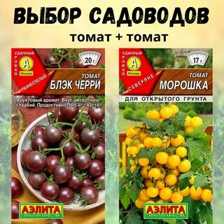 Томат морошка описание