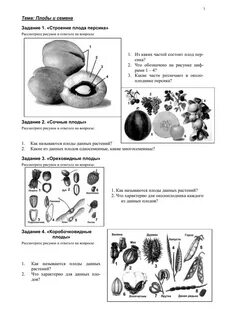 Проверочная плоды 6 класс