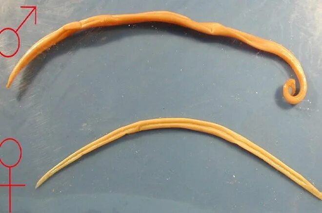Человеческая аскарида круглый червь. Гельминты круглые черви. Кошачьи паразиты круглые черви.