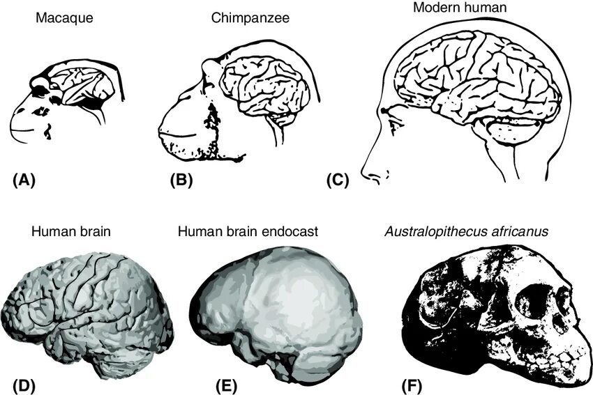 Мозг шимпанзе. Объем головного мозга шимпанзе. объем мозга australopithecus africanus равен. мозга австралопитека фото.
