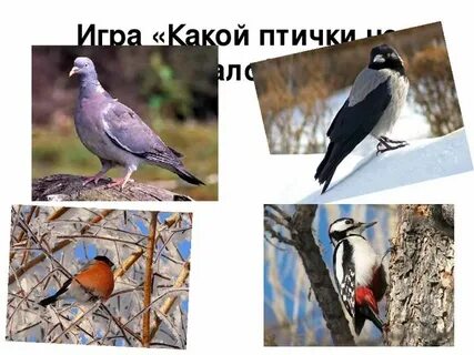 Какую птичку прислала