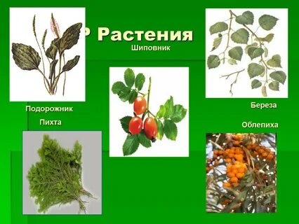 Слово растительный
