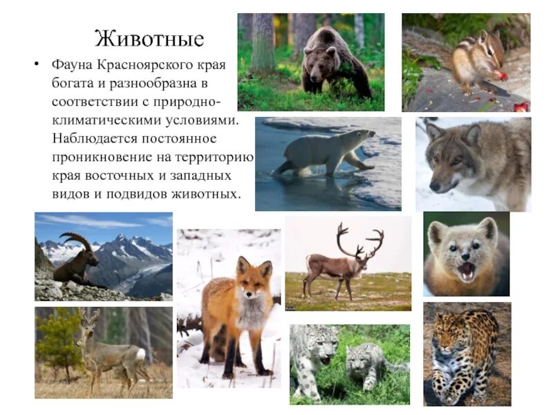 Животные красноярского края описание