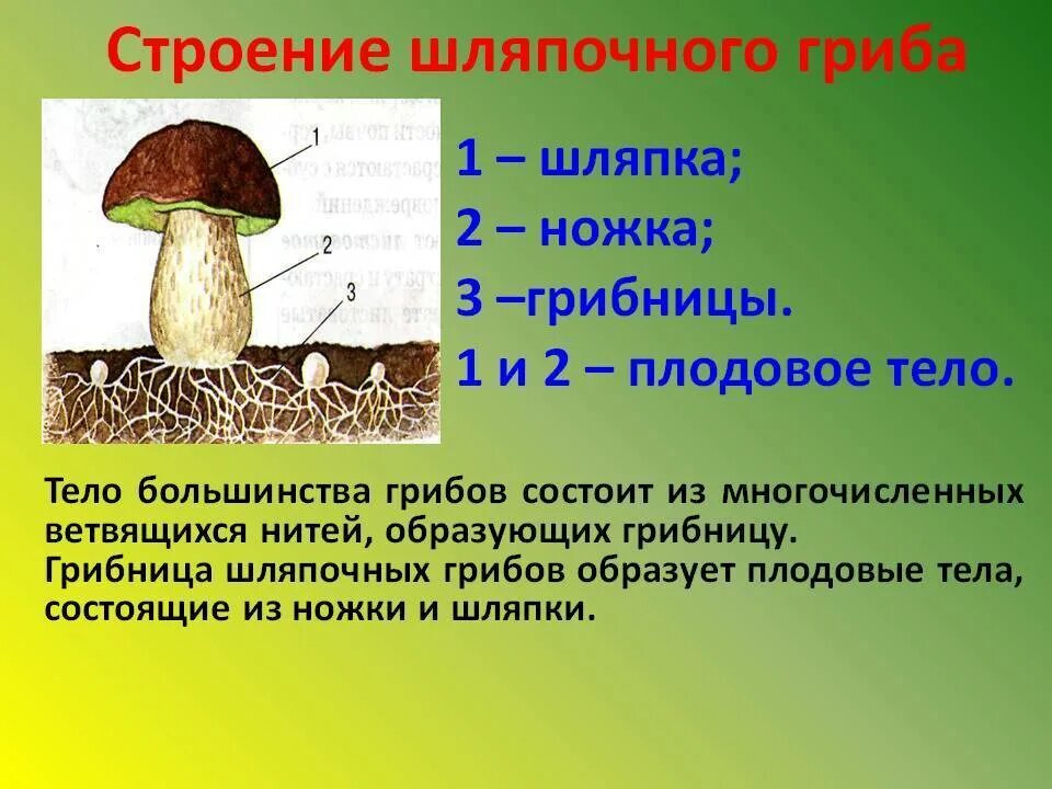 Мицелий шляпочных грибов. Особенности строение шляпачных грмбов. Строение шляпки шляпочных грибов. Строение шляпочного гриппа. Строение гриба шляпотчншлово.