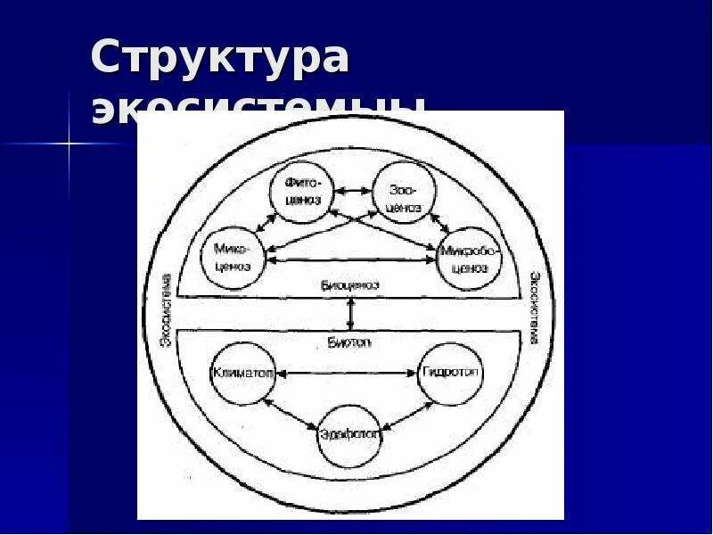 В отличие от экосистем биогеоценозы. Структура биогеоценоза схема. Экосистема схема. Понятие Геосистема и экосистема. Структура экосистемы схема.