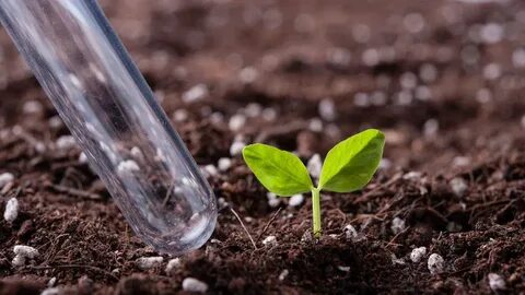 Fertilizer plant