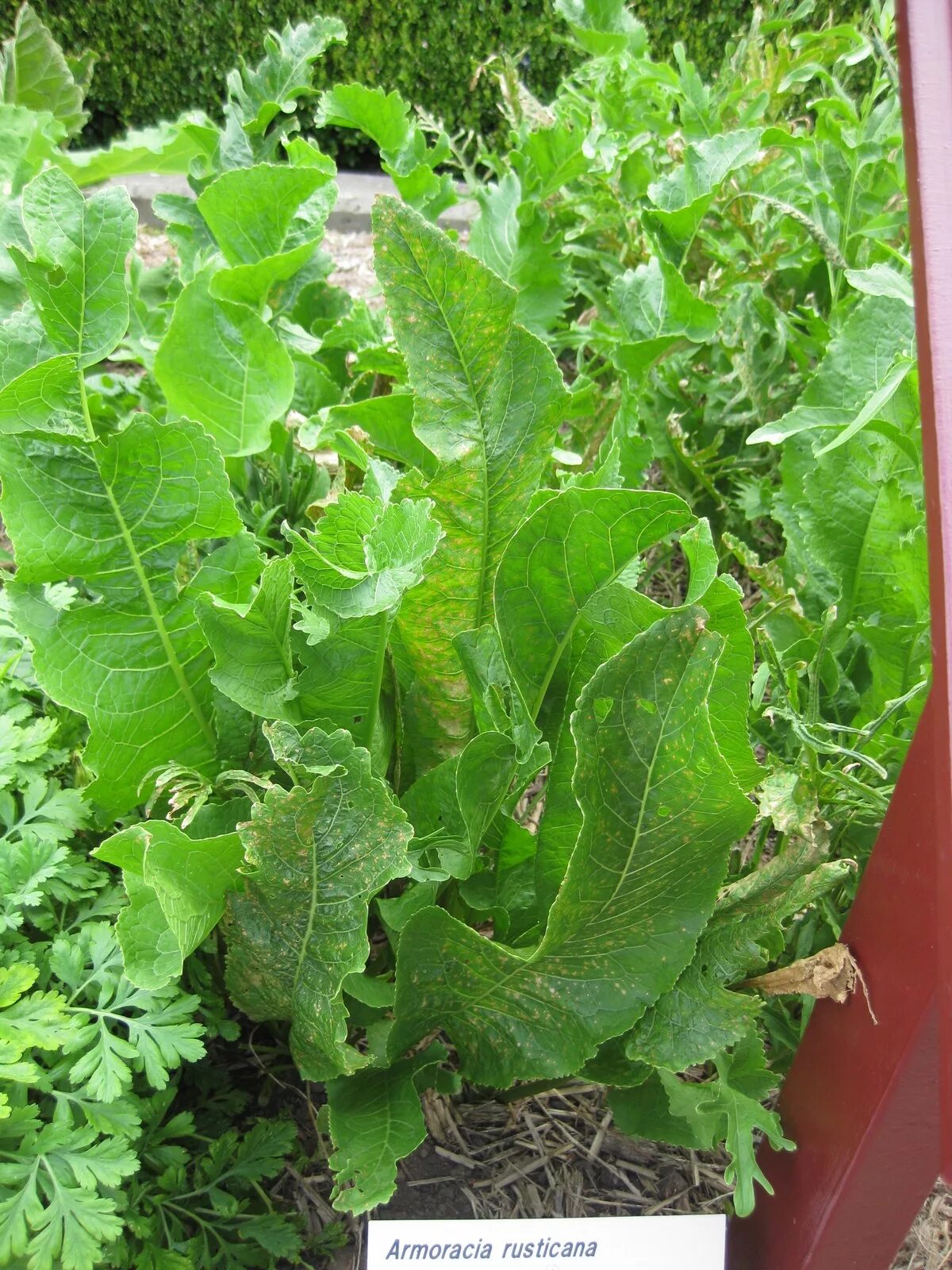 Как выглядят листья хрена в огороде : horseradish seeds
